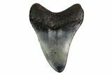 Bargain, Fossil Megalodon Tooth - North Carolina #152994-1